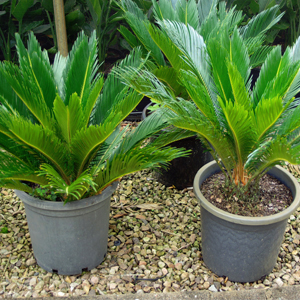 Cycads saplings