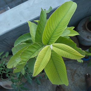 Guava sapling