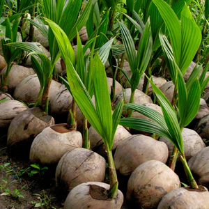 coconut sapling